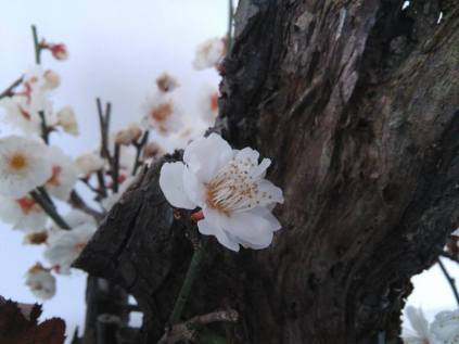 Prunus Mume. Fiori Bianchi